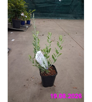 Perovskia atriplicif. 'Silvery Blue'® C 1,4 L